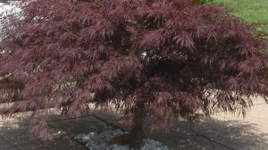 Japanese Dwarf Lace Maple Tree